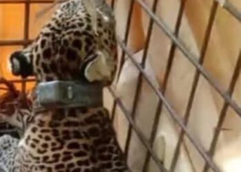 Macan Tutul dari Kutamandarakan Kuningan Dievakuasi ke Penangkaran di Lembang Bandung