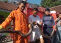Ular King Kobra Sepanjang 6 Meter Takluk Ditangan Tim Damkar Kabupaten Tasikmalaya