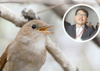 Kafe dan Restoran Ganti Musik dengan Suara Alam Tetap Kena Royalti