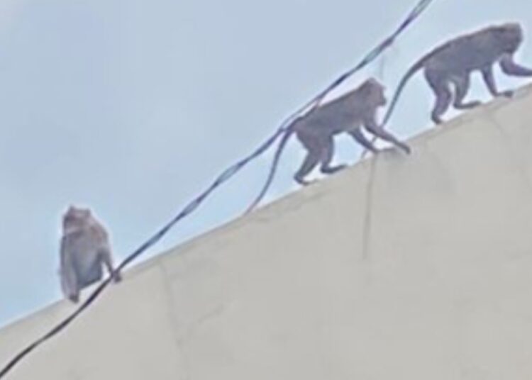 Belasan Monyet Liar Serbu Rumah Warga di Kebon Sirih Kota Bandung, Waspada Ancaman Alam