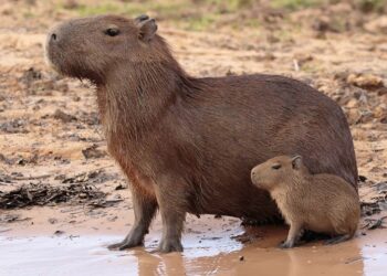Kenali Hewan Pengerat Terbesar di Dunia yang Jinak dan Unik, Namanya Capybara