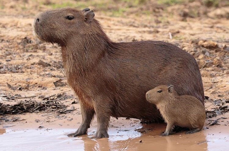 Kenali Hewan Pengerat Terbesar di Dunia yang Jinak dan Unik, Namanya Capybara