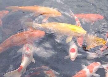 Ikan Tidak Bisa Melihat Air: Sebuah Analogi Tentang Kesadaran dan Hidup