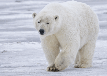 Mengapa Beruang Kutub Menguliti Mangsanya? Ini Alasannya