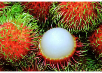 Benarkah Rambutan Bisa Sebabkan Batuk? Ini Faktanya