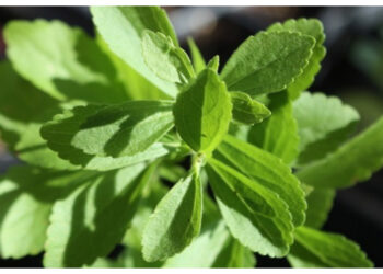 Stevia, Pemanis Alami yang Aman untuk Penderita Diabetes