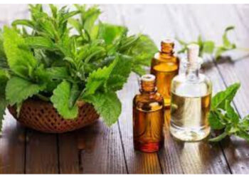 Minyak Peppermint, Solusi Alami untuk Sakit Kepala, IBS dan Flu