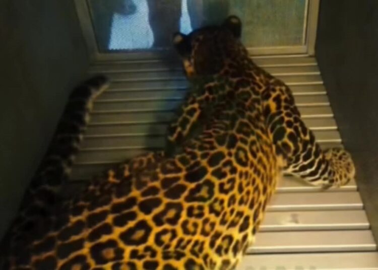 Macan Tutul Kabur Masih Dicari, Lembang Park & Zoo Ditutup Sementara