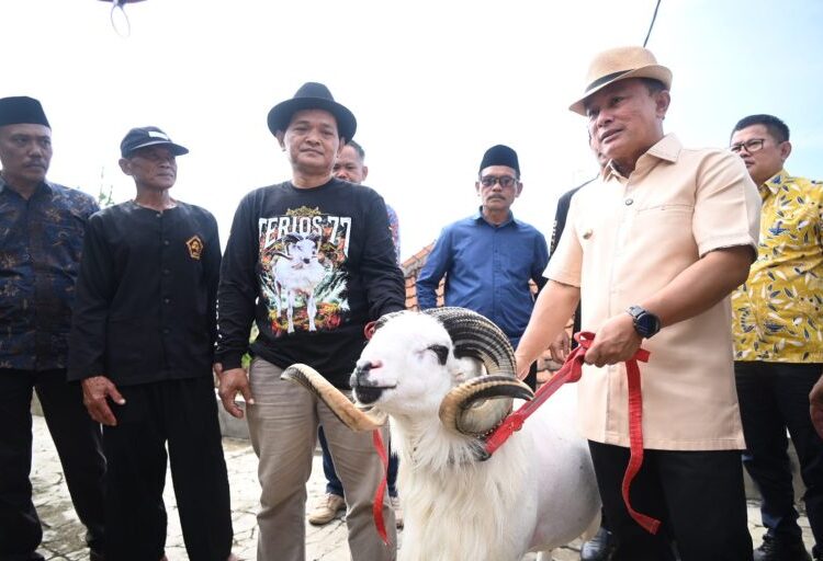 Domba Garut Terios 77 Dari Kuningan Optimis Juara di Piala Presiden