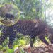 19 Macan Tutul, Macan Kumbang dan 2 Anak Macan Terekam Kamera di Kawasan Pegunungan Sanggabuana