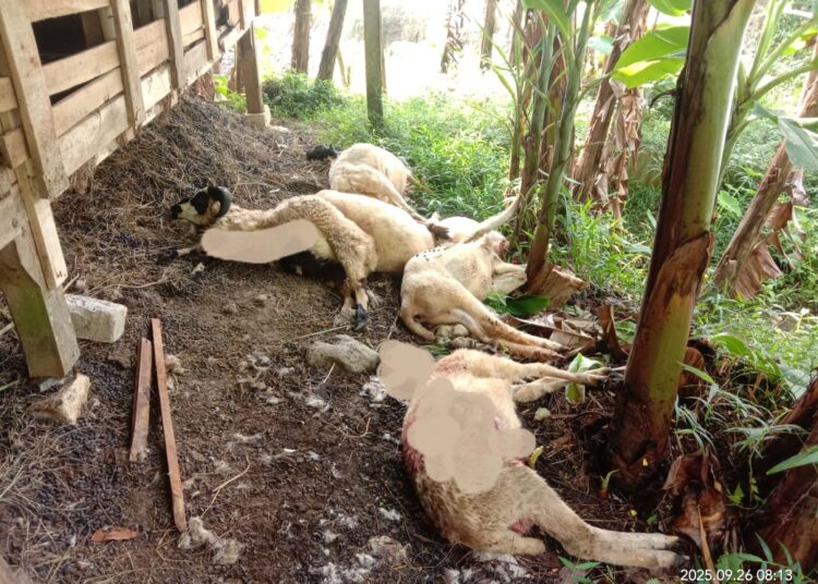 Lagi, 6 Ekor Kambing Mati Diduga Dimangsa Macan Tutul di Desa Tundagan Kuningan