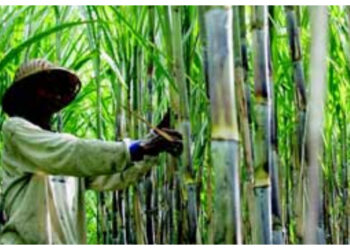 DPR Minta Pemerintah Perketat Pengawasan Tata Niaga Gula Nasional
