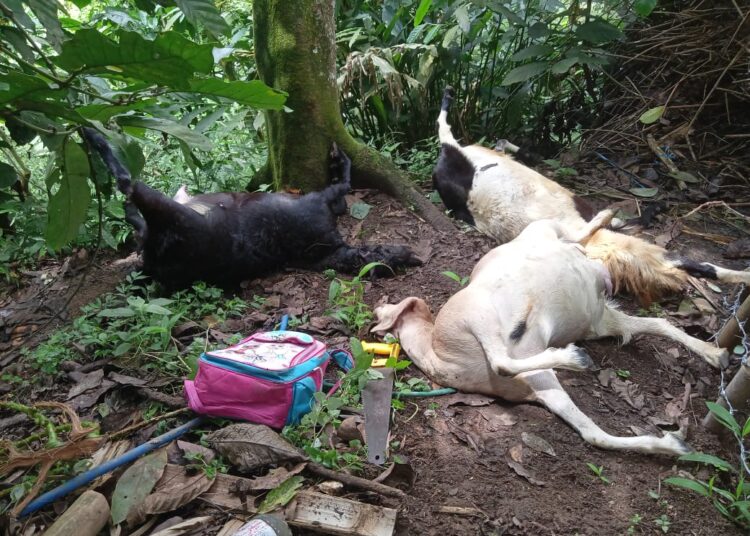 4 Bulan Terakhir, 42 Kambing Mati Diserang Macan Tutul di Desa Tundagan Kuningan