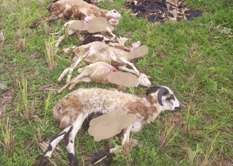 Serangan Macan Tutul Belum Juga Berakhir, Kini 7 Ekor Kambing Mati di Desa Pakapasan Girang Kuningan