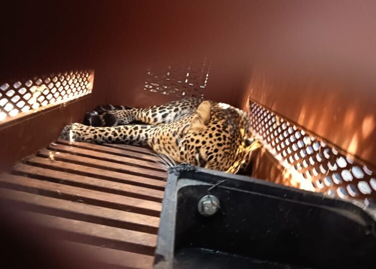 Heboh, Macan Tutul Masuk Hotel di Kota Bandung, Petugas Lakukan Evakuasi