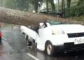 Pohon Besar Tumbang Timpa Mobil Penjual Nanas di Ciater Subang, 2 Orang Tewas