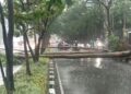 Hujan Disertai Angin Kencang, Pohon Tumbang Tutupi Badan Jalan Surapati Bandung