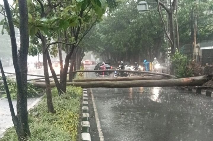 Hujan Disertai Angin Kencang, Pohon Tumbang Tutupi Badan Jalan Surapati Bandung