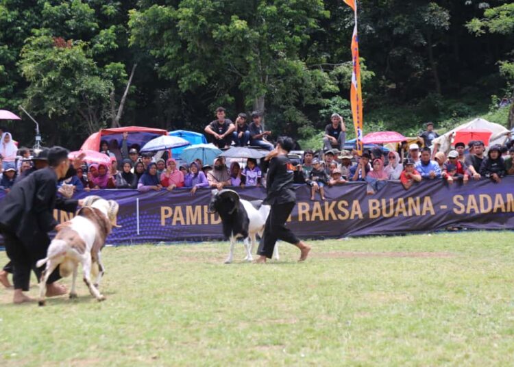 Adu Seni Ketangkasan Domba Garut Meningkatkan Nilai Jual