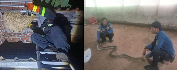 3 Rumah Jadi Sasaran “OTT” dan Seekor Ular Sanca Batik Berukuran 3 Meter Dievakuasi