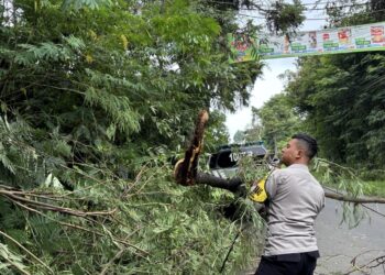Hujan Deras Disertai Angin Kencang Tumbangkan Pohon Besar
