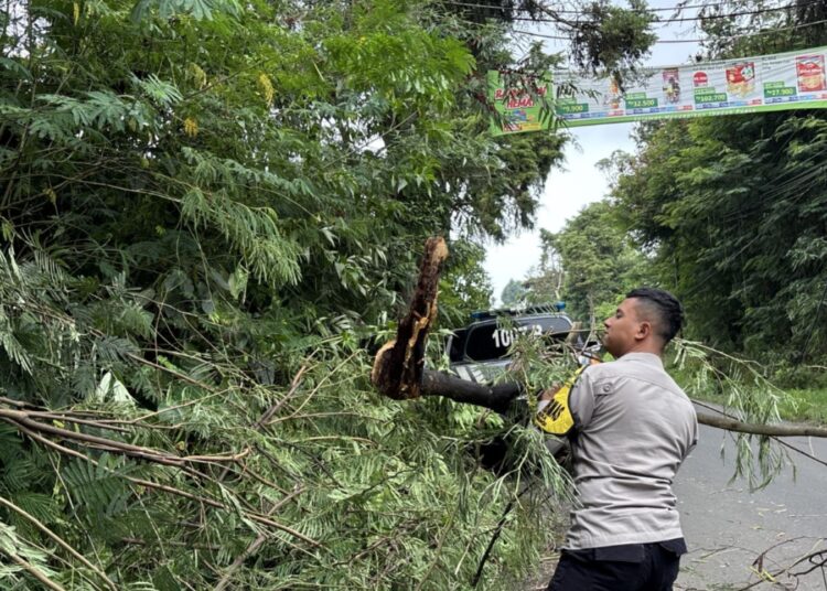 Hujan Deras Disertai Angin Kencang Tumbangkan Pohon Besar