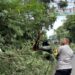 Hujan Deras Disertai Angin Kencang Tumbangkan Pohon Besar