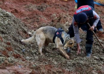 19 Anjing Pelacak Dikerahkan, Tim SAR Menemukan 11 Korban Longsor Cilacap