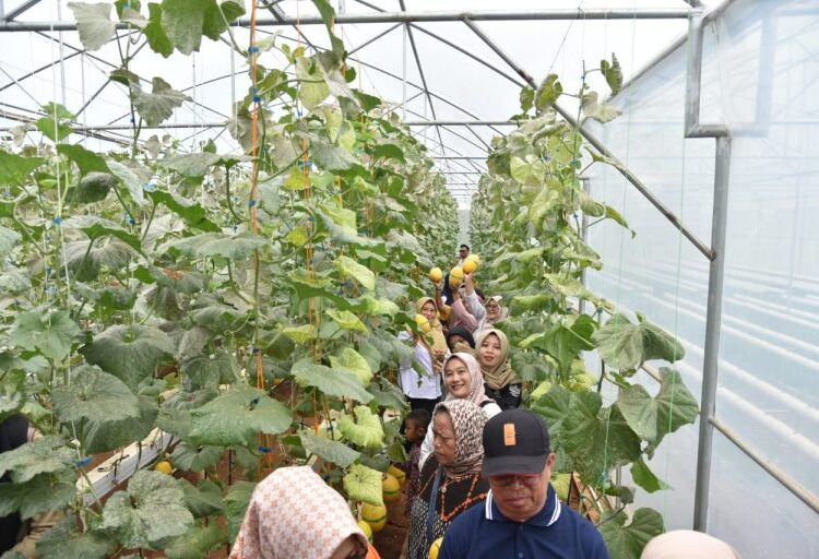 Panen Perdana Melon di Desa Ancaran, Wujud Pengembangan Sektor Agribisnis Berbasis Desa