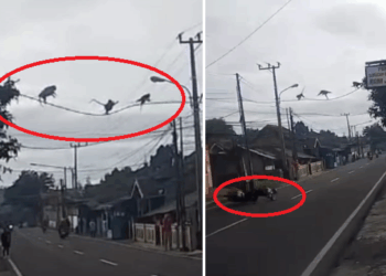 Nyebrang Melalui Kabel dan Jalan Raya, Rombongan 8 Ekor Monyet Kagetkan Warga Soreang