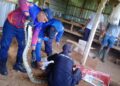 Ular Sanca Pemangsa Ayam Ditangkap Petugas Damkar