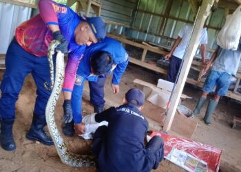 Ular Sanca Pemangsa Ayam Ditangkap Petugas Damkar