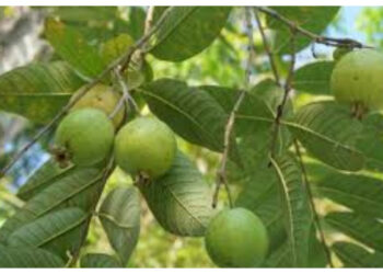 Ingin Awet Muda? Ini Kandungan Antioksidan Daun Jambu Biji untuk Cegah Kerutan