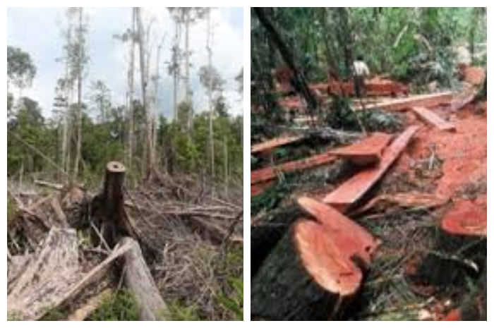 DPR Soroti Maraknya Illegal Logging dan Mining di Kalbar