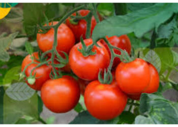 Stamina Loyo? Rutin Konsumsi Tomat, Ini Beragam Khasiatnya bagi Pria