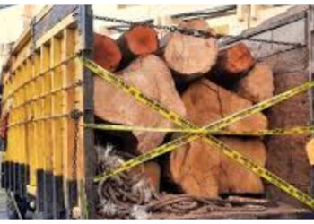 Operasi Dini Hari, Polisi Bongkar Pengiriman Kayu Ilegal di Kuansing, Riau