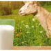 Susu Kambing Etawa, Alternatif Sehat untuk Pertumbuhan dan Pencernaan