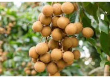 Rutin Konsumsi Buah Kelengkeng, Ini Dampak Positifnya bagi Tubuh