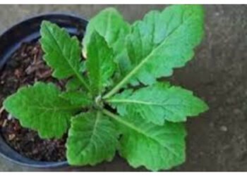 Daun Dewa, Tanaman Herbal dengan Beragam Manfaat Kesehatan