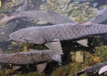 Ikan Dewa Dikembangbiakan di Situs Kebon Balong Ki Buyut Sangkan