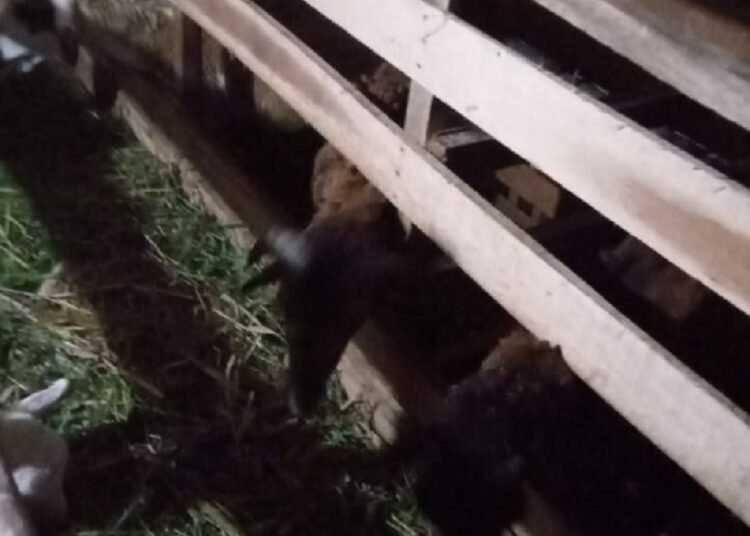 Anggaran Pokir Dipangkas, DPRD dan Rakyat Kecewa