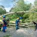 Angin Kencang Tumbangkan Puluhan Pohon, Timpa Rumah dan Tutup Badan Jalan di Tasikmalaya