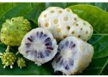 Jarang Diketahui, Ini Khasiat Buah Mengkudu untuk Kesehatan Wanita