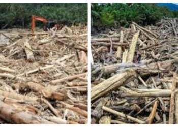 DPR Dorong Kejelasan Status Kayu Gelondongan untuk Percepat Pemulihan Aceh