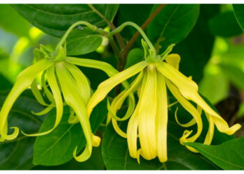 Aroma Menenangkan, Ini Beragam Manfaat Bunga Kenanga untuk Kesehatan