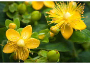Mengenal Manfaat St. John’s Wort untuk Kesehatan Mental dan Risiko Efek Sampingnya
