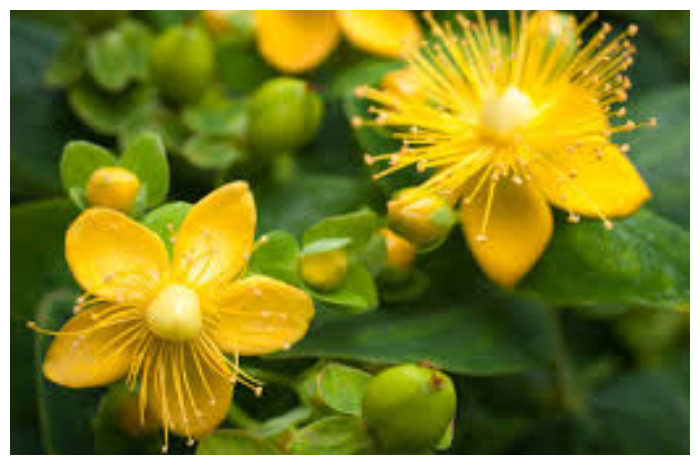 Mengenal Manfaat St. John’s Wort untuk Kesehatan Mental dan Risiko Efek Sampingnya