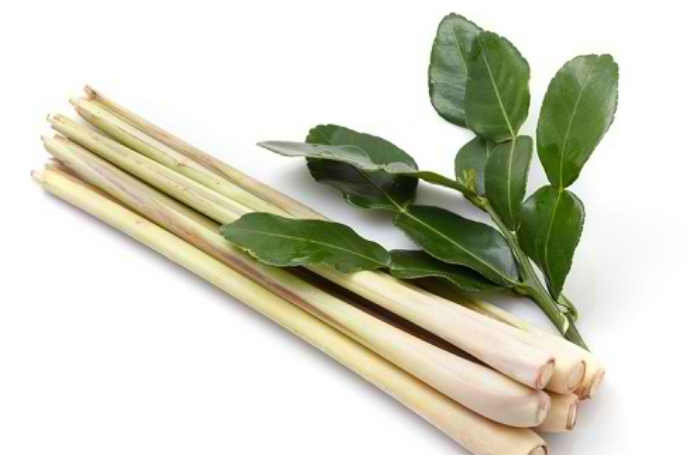 Di Rumah Banyak Nyamuk? Usir dengan Tanaman Ini!