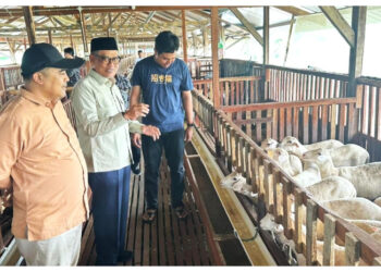 Kelola 2.000 Kambing, Peternak Muda Tegal Tuai Apresiasi