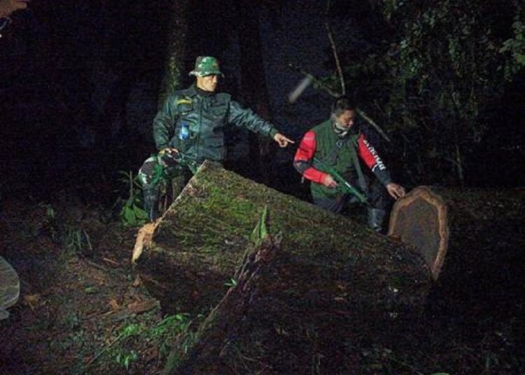 Pembalak Kayu Hutan di Hutan Ciremai Disergap Babinsa bersama Polhut TNGC